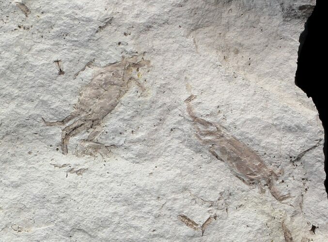 Three Fossil Pea Crabs (Pinnixa) From California - Miocene #42946
